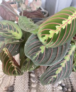 Maranta Leuconeura