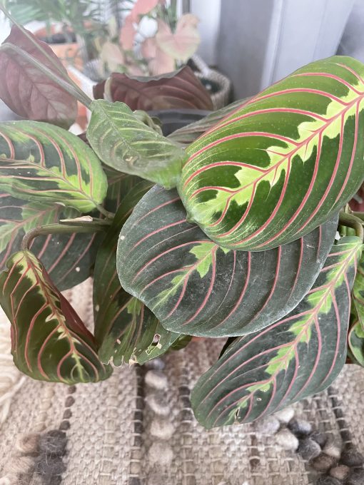 Maranta Leuconeura