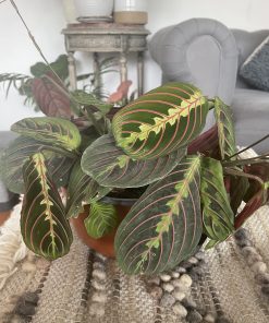 Maranta Leuconeura