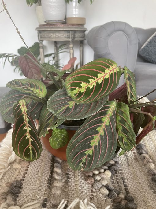 Maranta Leuconeura