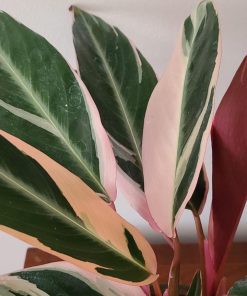 Calathea Triostar