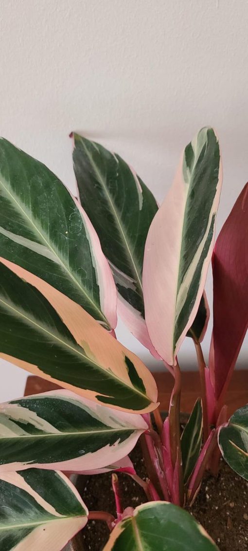 Calathea Triostar