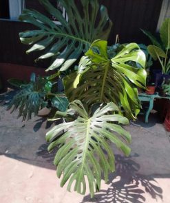 Monstera Deliciosa 