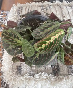 Maranta Leuconeura