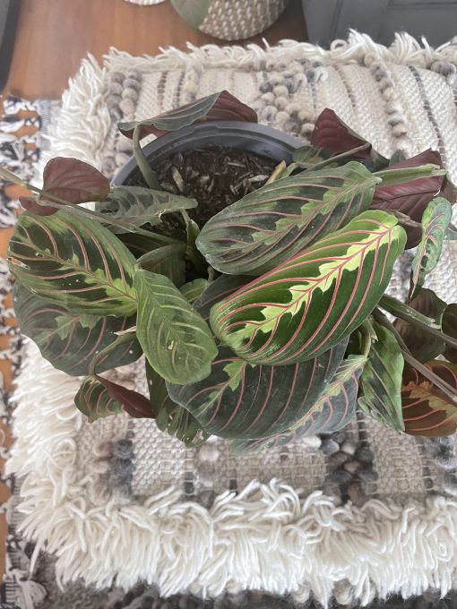 Maranta Leuconeura