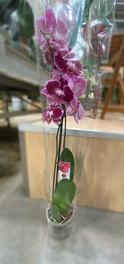 Orquídea