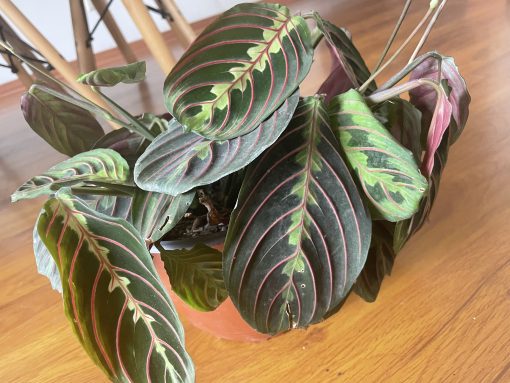 Maranta Leuconeura