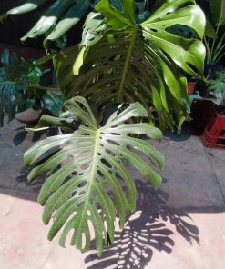 Monstera Deliciosa