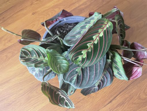 Maranta Leuconeura