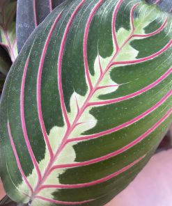 Maranta Leuconeura