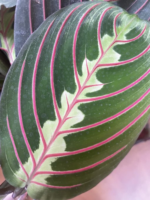 Maranta Leuconeura