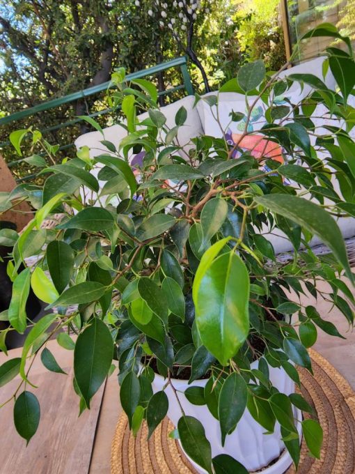 Ficus enano en macetero - Imagen 2